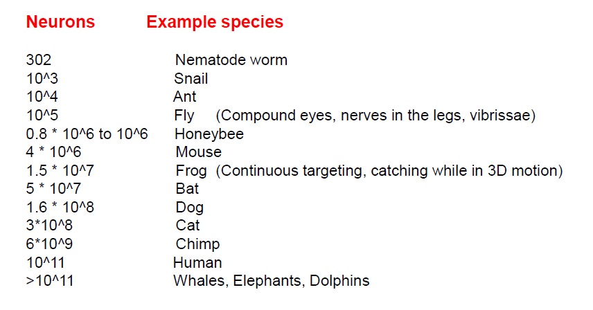 Neurons in various species